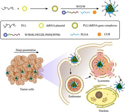 Novel Polymeric Hybrid Nanocarrier for Curcumin and Survivin shRNA Co-delivery Augments Tumor Penetration and Promotes Synergistic Tumor Suppression